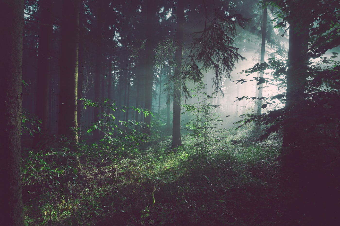 Balade sensorielle en foret de Broceliande